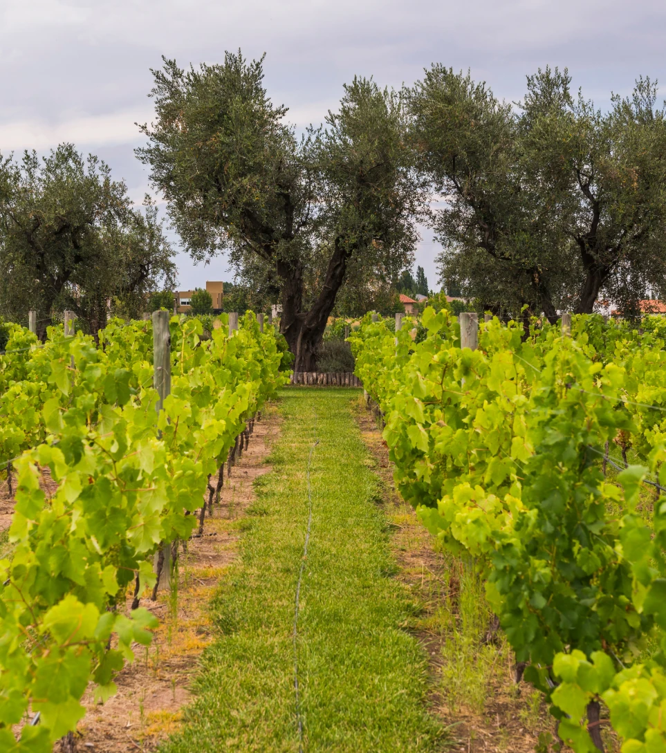 Rows of young vines in an Argentine Malbec vineyard
