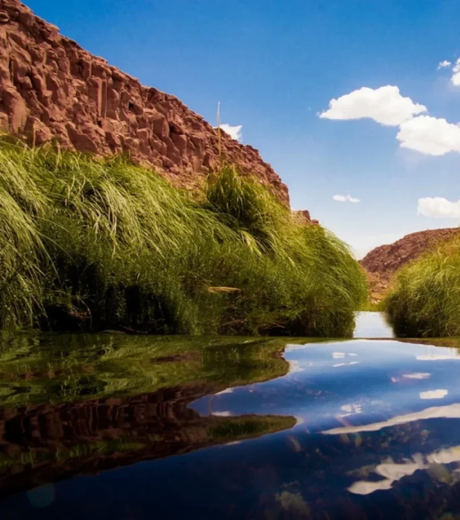 Reedy riverbanks and sky reflection in the Atacama desert