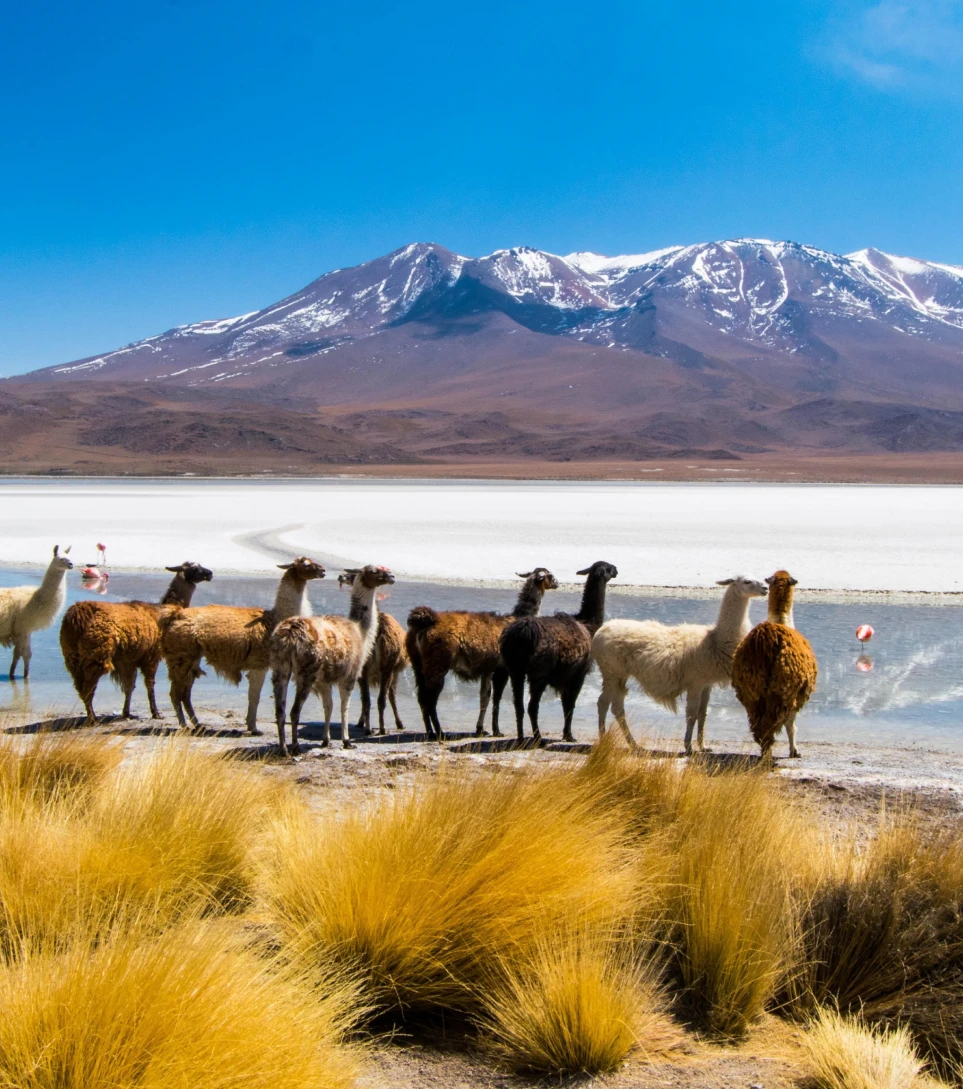 Herd of llamas grazing by an Andean lake, Bolivian altiplano