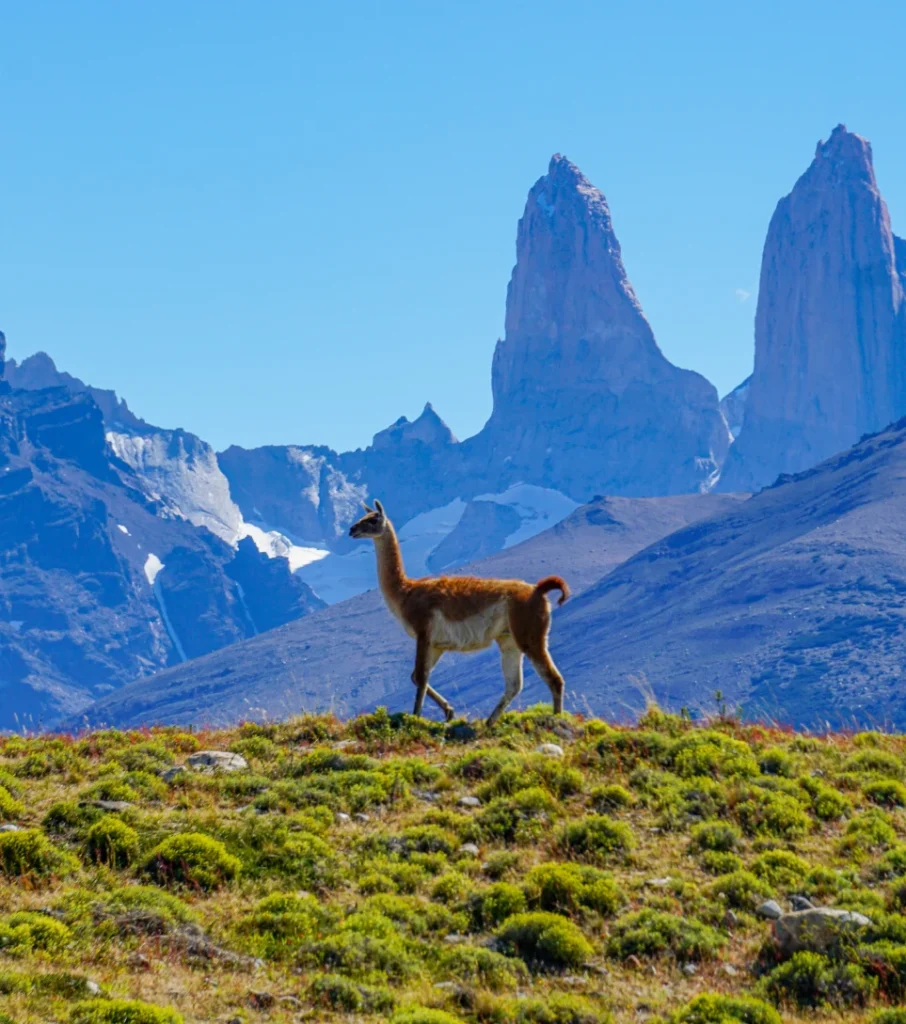 Guanaco in front of Torres del Paine towers, Patagonia Chile