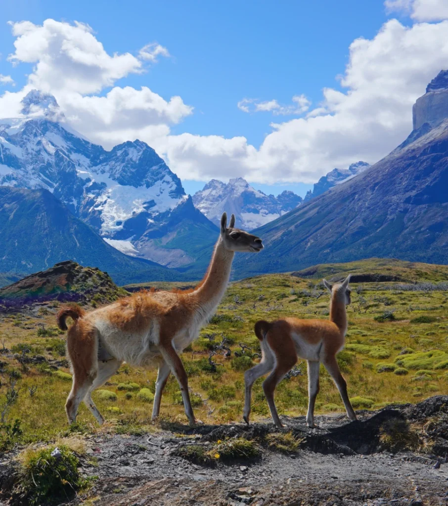 Guanacos with Torres del Paine peaks in the background, Patagonia