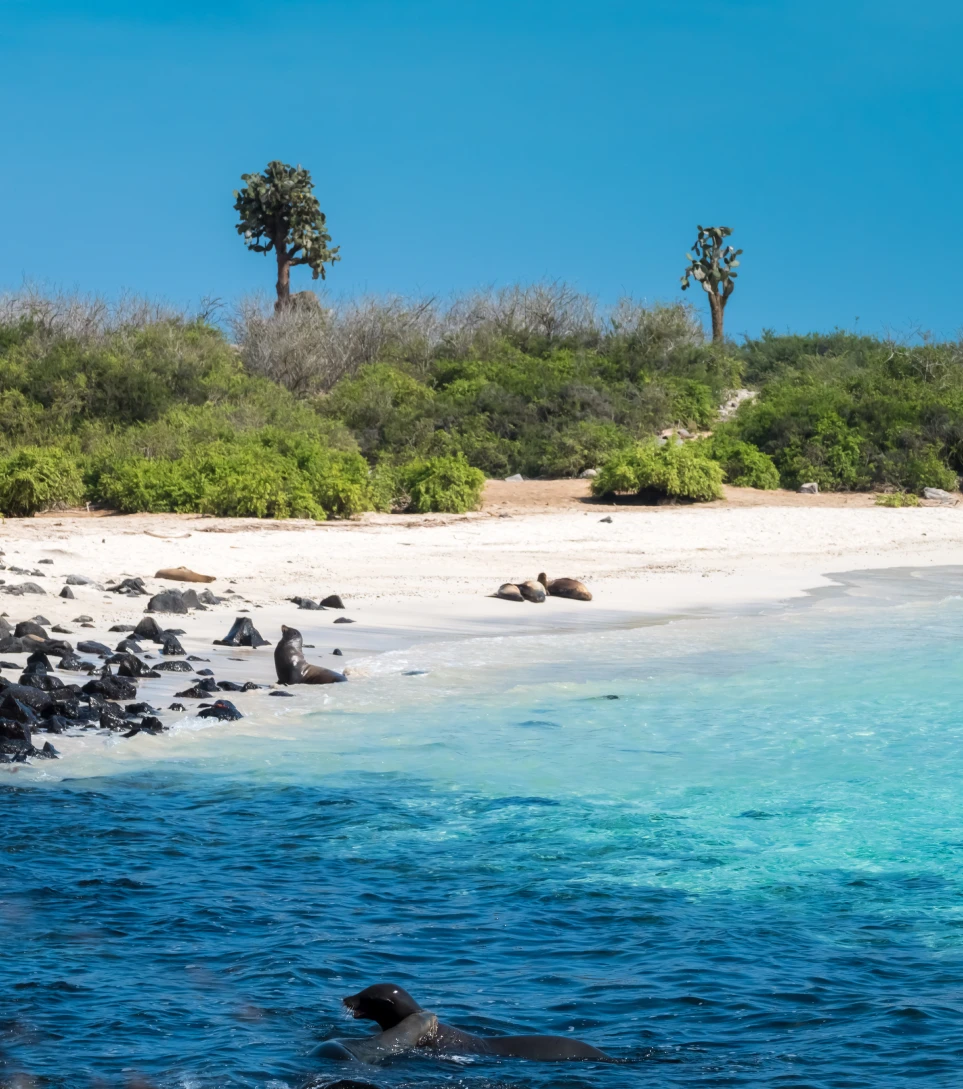 Pristine Galápagos cove with white sand and turquoise sea