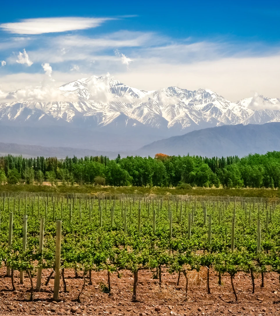 Mendoza vineyard with snow-capped Andes, Argentina