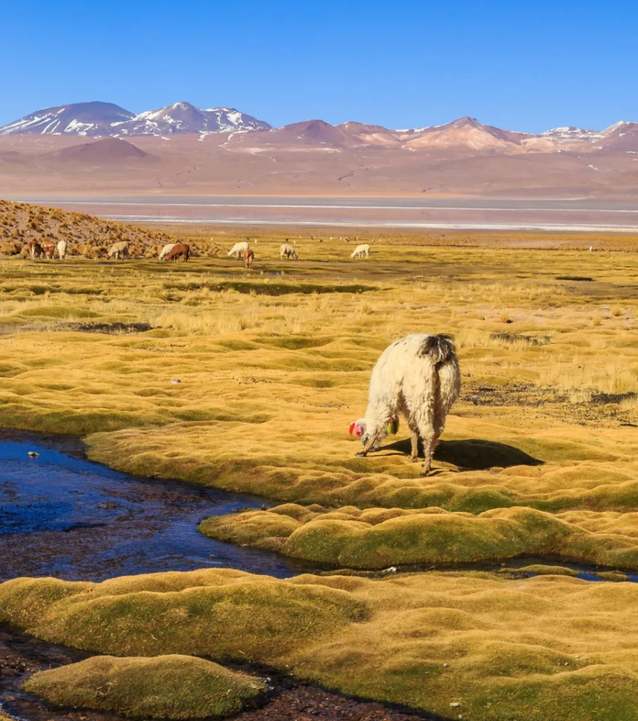 Vicuña grazing on Andean grasslands by an Atacama stream